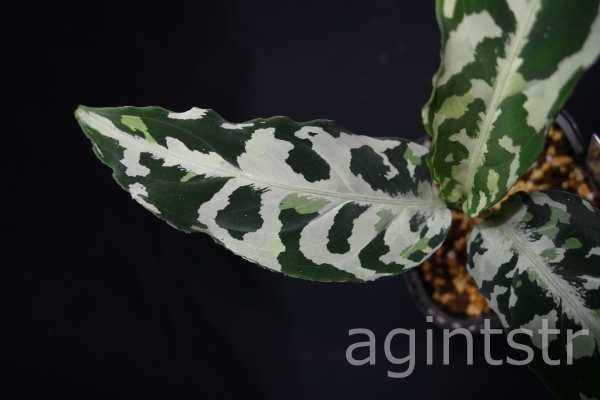 アグラオネマ☆Aglaonema pictum 