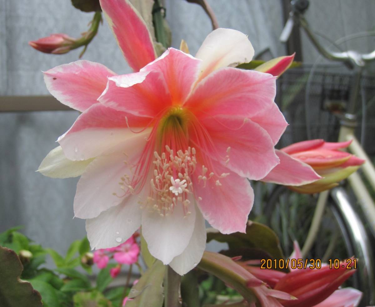 クジャクサボテン 桜姫 キメラ咲き カット苗 孔雀サボテン