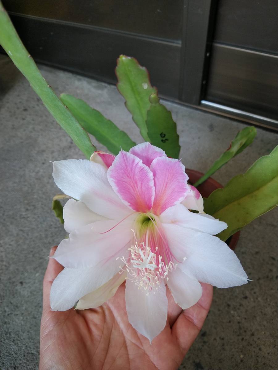 クジャクサボテン 桜姫 キメラ咲き カット苗 孔雀サボテン サボテン 売買されたオークション情報 Yahooの商品情報をアーカイブ公開 オークファン Aucfan Com