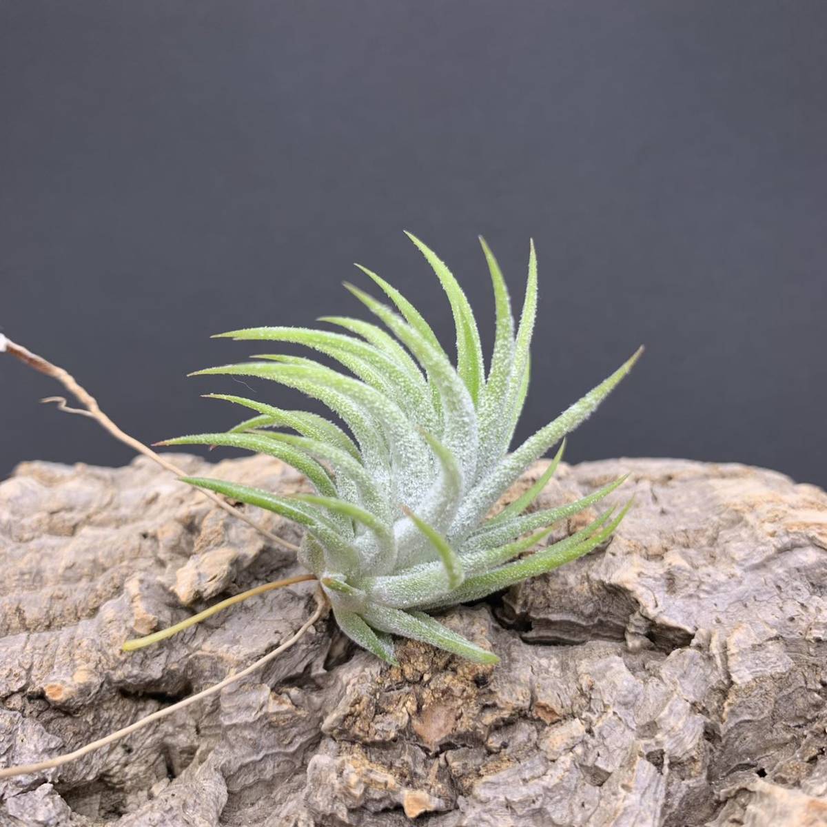 Tillandsia ionantha 'Small Clone' T'S TROPICALS チランジア Tillandsia ionantha 'Small Clone' T'S TROPICALS チランジア
