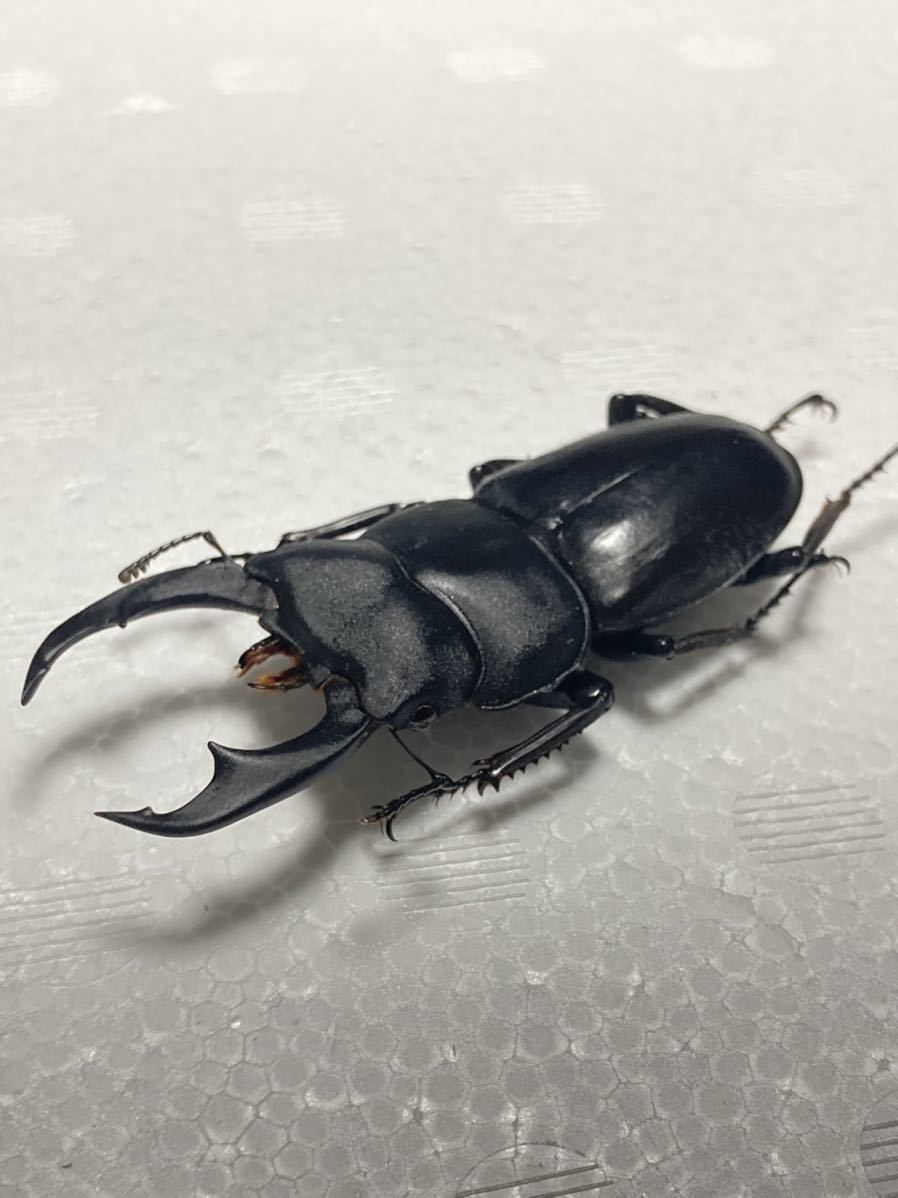 シェンクリングオオクワガタペア 標本 【公式通販】