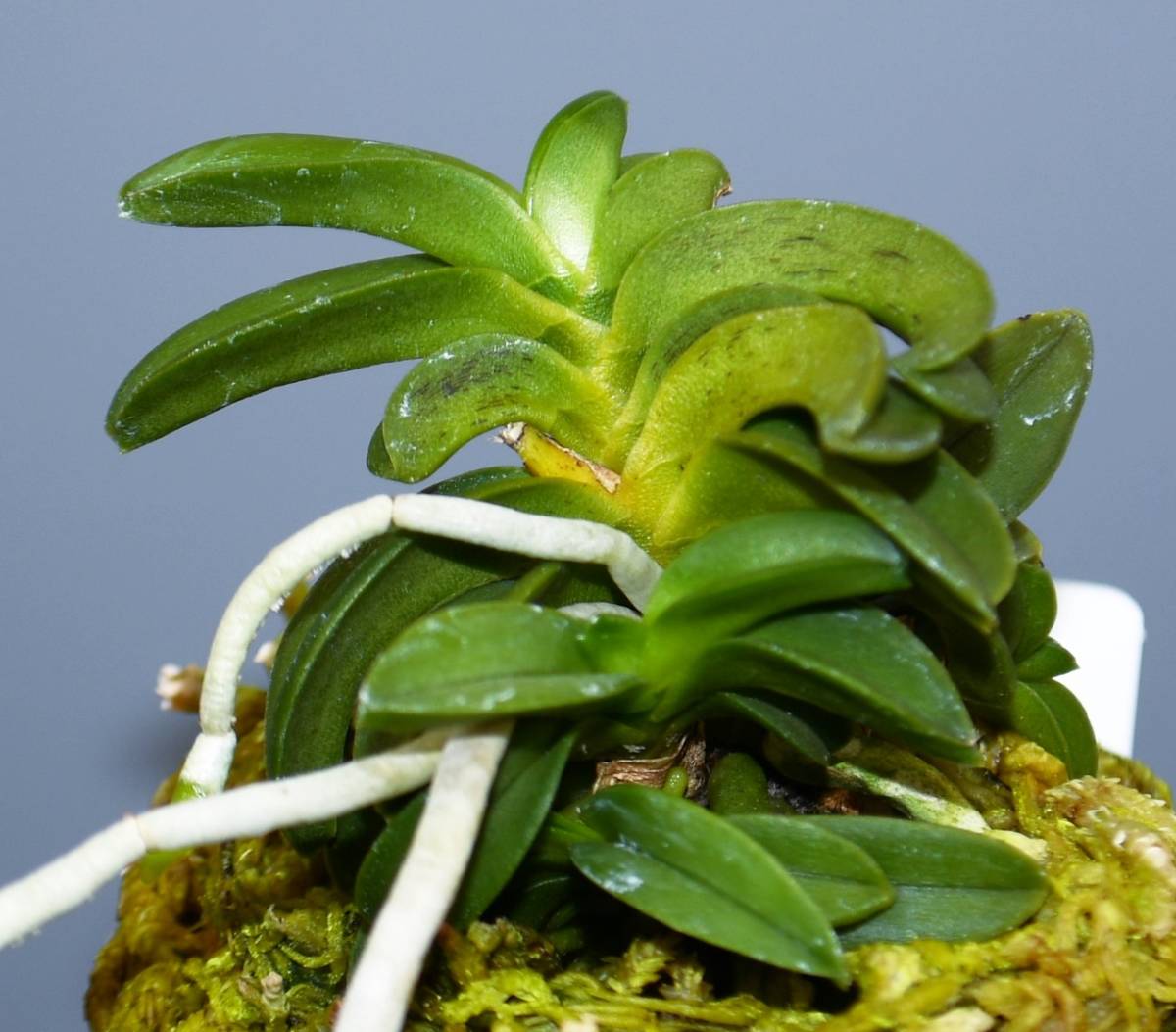 蘭遊園 富貴蘭 樹海 風蘭 春蘭 寒蘭 中国蘭 山野草 長生蘭 ラン ラン 売買されたオークション情報 Yahooの商品情報をアーカイブ公開 オークファン Aucfan Com