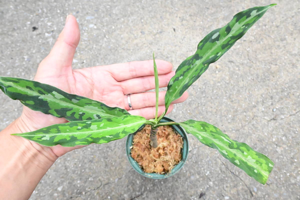 Aglaonema pictum tricolor Aceh Sumatera @bikamori.com アグラオネマ