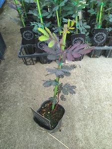 ミモザアカシアの値段と価格推移は 47件の売買情報を集計したミモザアカシアの価格や価値の推移データを公開