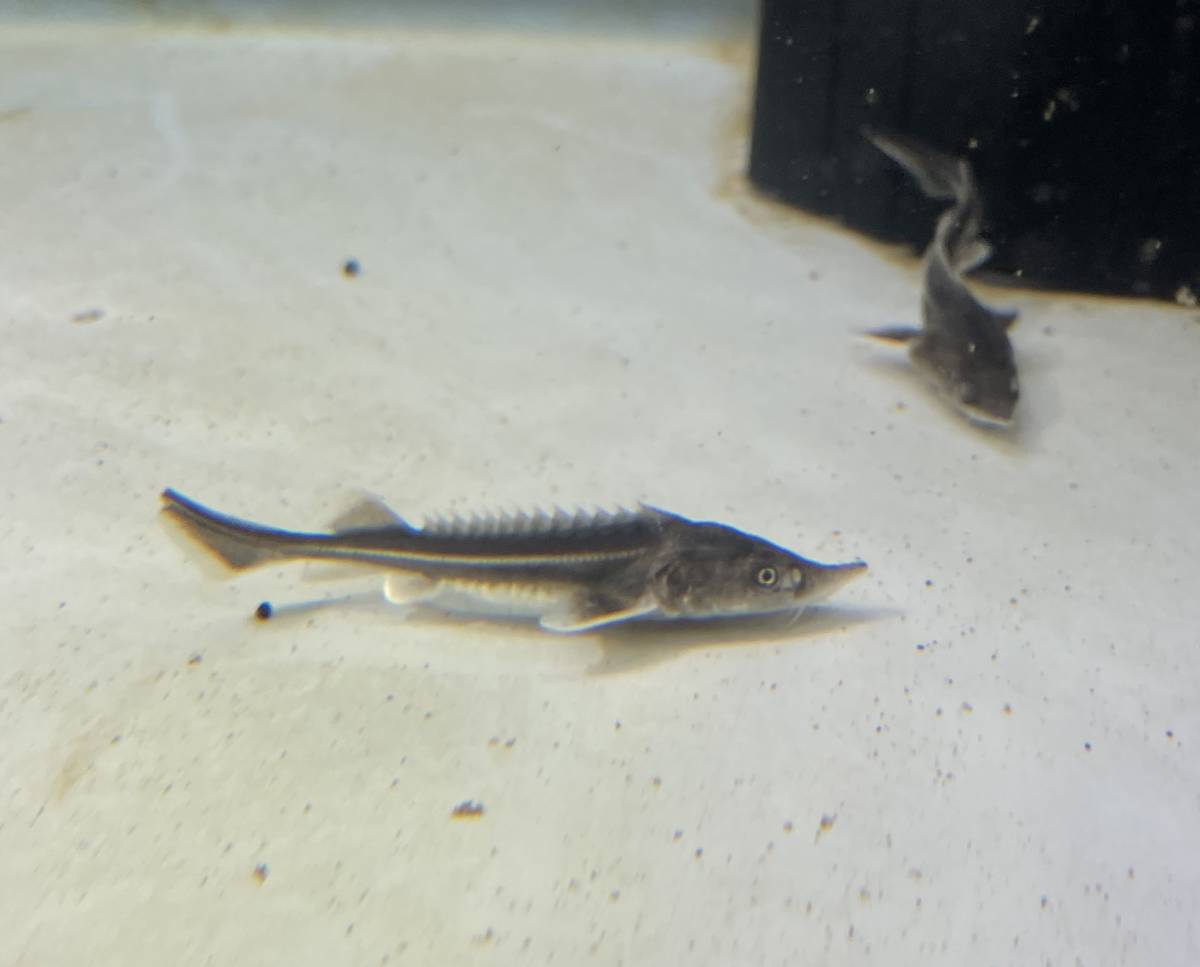 中 も小型 蝶鮫 チョウザメ 生体 幼魚 古代魚 コチョウザメ 大型魚 鑑賞魚 熱帯魚 淡水魚 熱帯魚飼育 淡水魚 売買されたオークション情報 Yahooの商品情報をアーカイブ公開 オークファン Aucfan Com