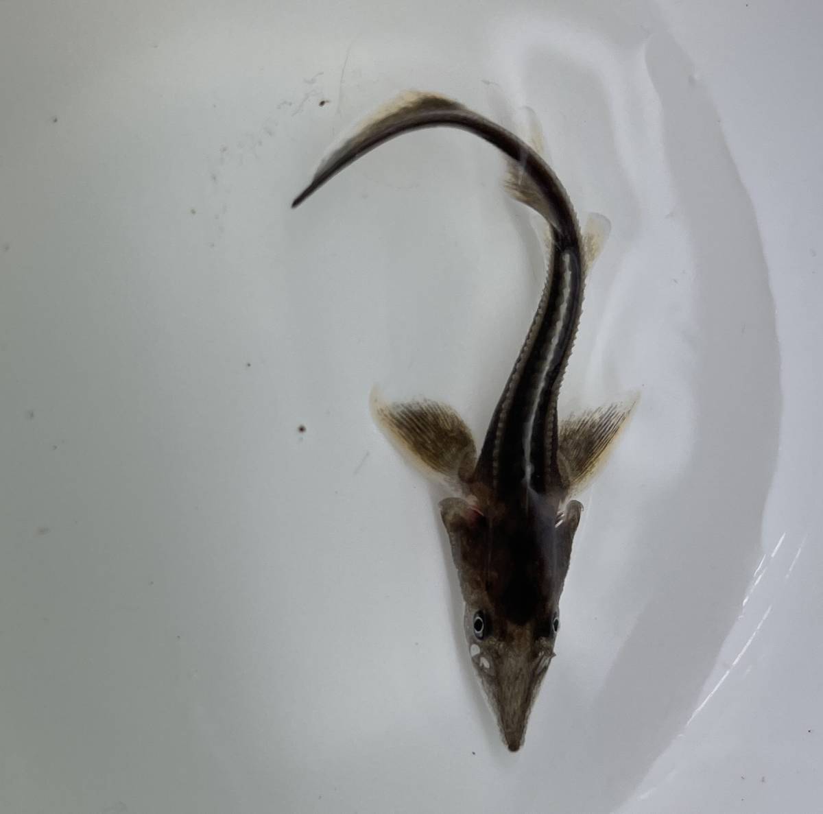 中 も小型 蝶鮫 チョウザメ 生体 幼魚 古代魚 コチョウザメ 大型魚 鑑賞魚 熱帯魚 淡水魚 熱帯魚飼育 淡水魚 売買されたオークション情報 Yahooの商品情報をアーカイブ公開 オークファン Aucfan Com