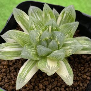 多肉植物 ハオルチア オブツーサ錦 極上斑入り 花火 Goldenfield Dz Com