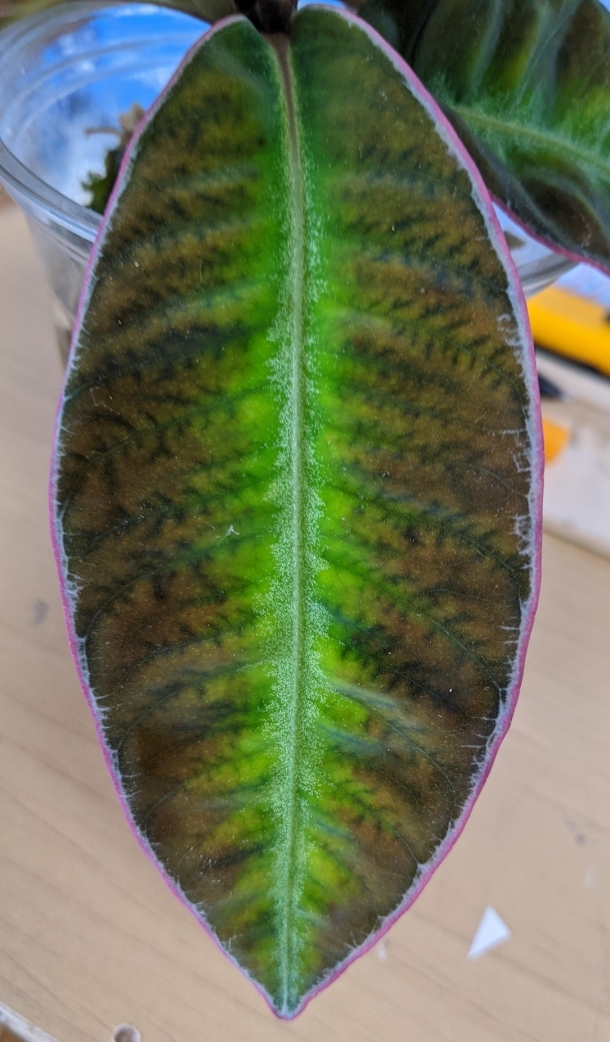 アルディシアsp.ライトセーバー“プティシバウ産” Ardisia sp.②熱帯