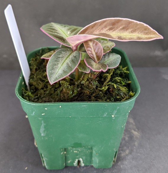 アルディシアsp.ライトセーバー“プティシバウ産” Ardisia sp.②熱帯