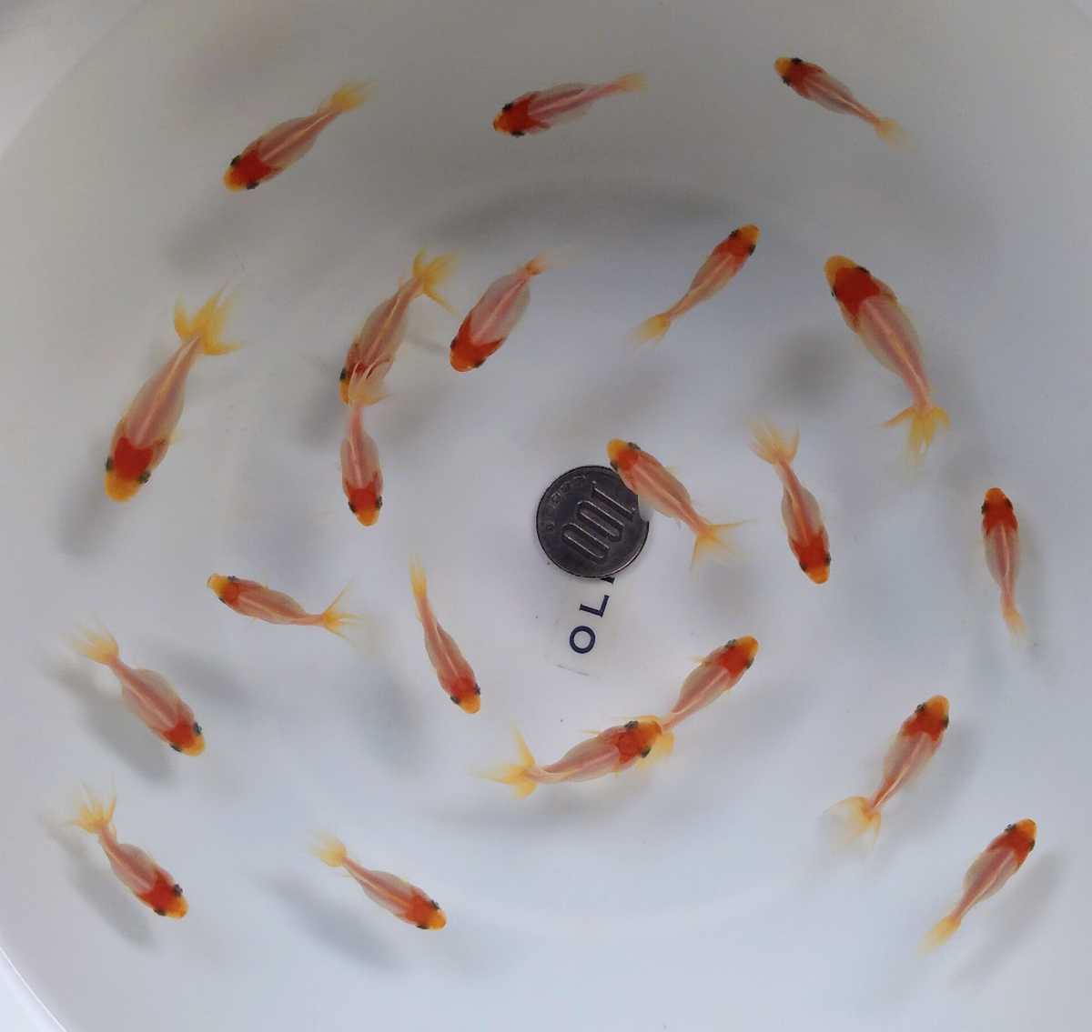 金魚 22年産 高頭丹頂 匹 A 金魚すくい その他 売買されたオークション情報 Yahooの商品情報をアーカイブ公開 オークファン Aucfan Com 金魚 22年産 高頭丹頂 匹 A 金魚すくい その他 売買されたオークション情報 Yahooの商品情報をアーカイブ公開 オークファン Aucfan Com