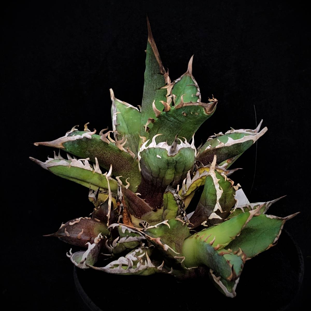 アガベ】ハデス 恐竜牙歯 インフェルノ 極極上OC 【公式通販】