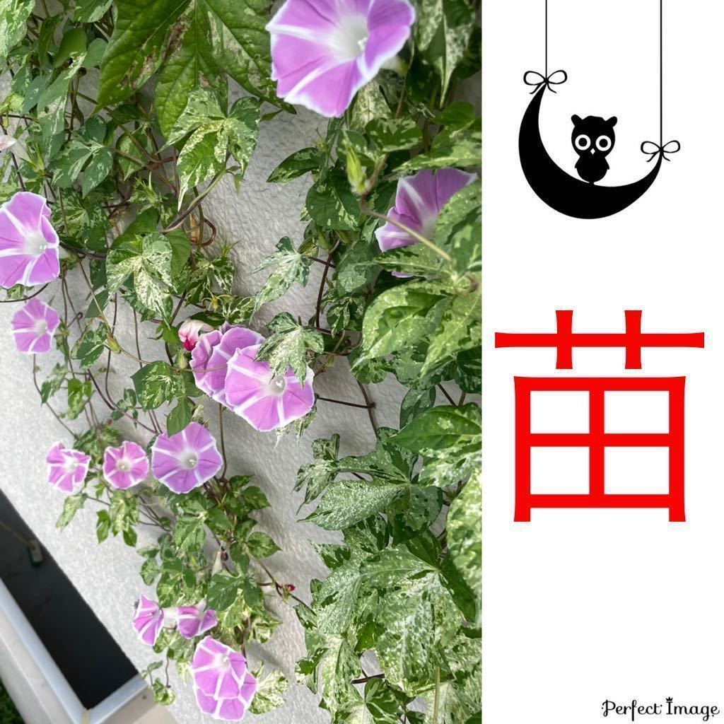 枝垂れ咲き朝顔 恋しぐれの苗 アサガオの苗 あさがおの苗 ピンク ハンギング朝顔 しだれ咲き 垂れ咲き 苗 売買されたオークション情報 Yahooの商品情報をアーカイブ公開 オークファン Aucfan Com 枝垂れ咲き朝顔 恋しぐれの苗 アサガオの苗 あさがおの苗 ピンク ハンギング朝顔 しだれ咲き 垂れ咲き 苗 売買されたオークション情報 Yahooの商品情報をアーカイブ公開 オークファン Aucfan Com