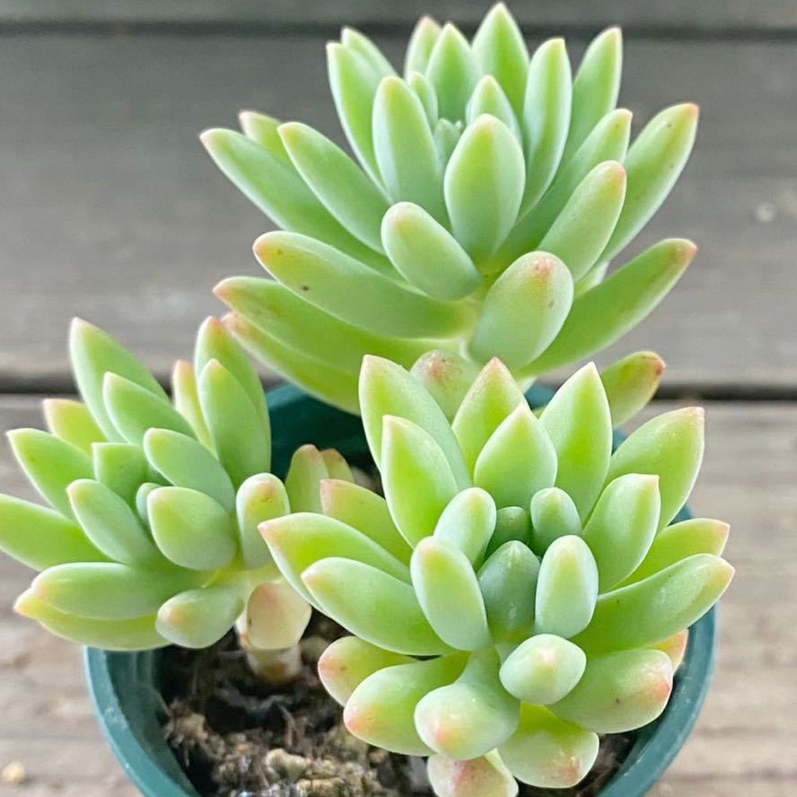 多肉植物＊スノージェイド＊セデベリア＊2寸ポット＊621_1