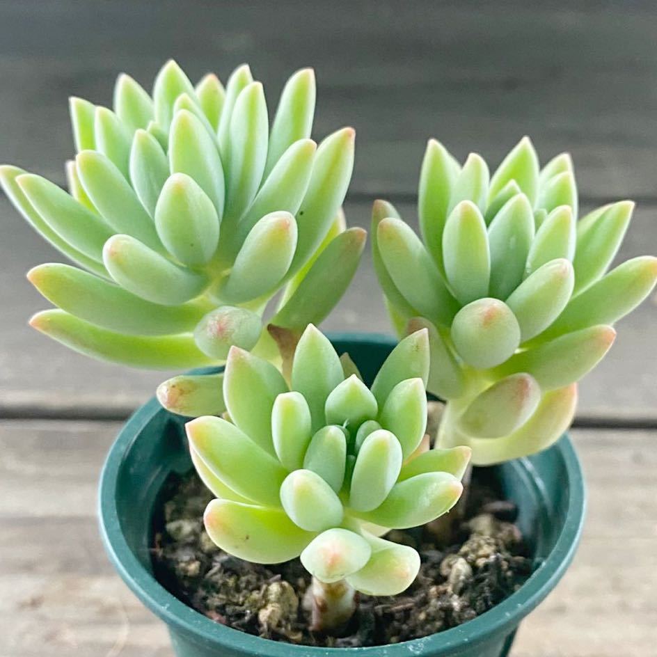多肉植物＊スノージェイド＊セデベリア＊2寸ポット＊621_3