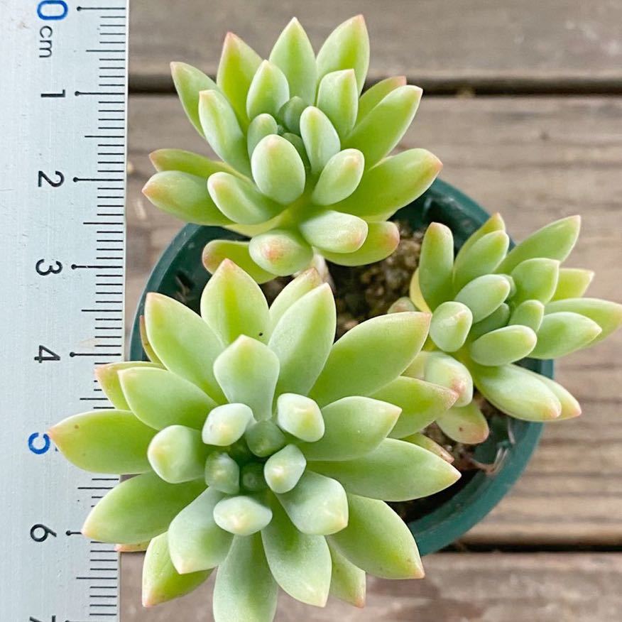多肉植物＊スノージェイド＊セデベリア＊2寸ポット＊621_4