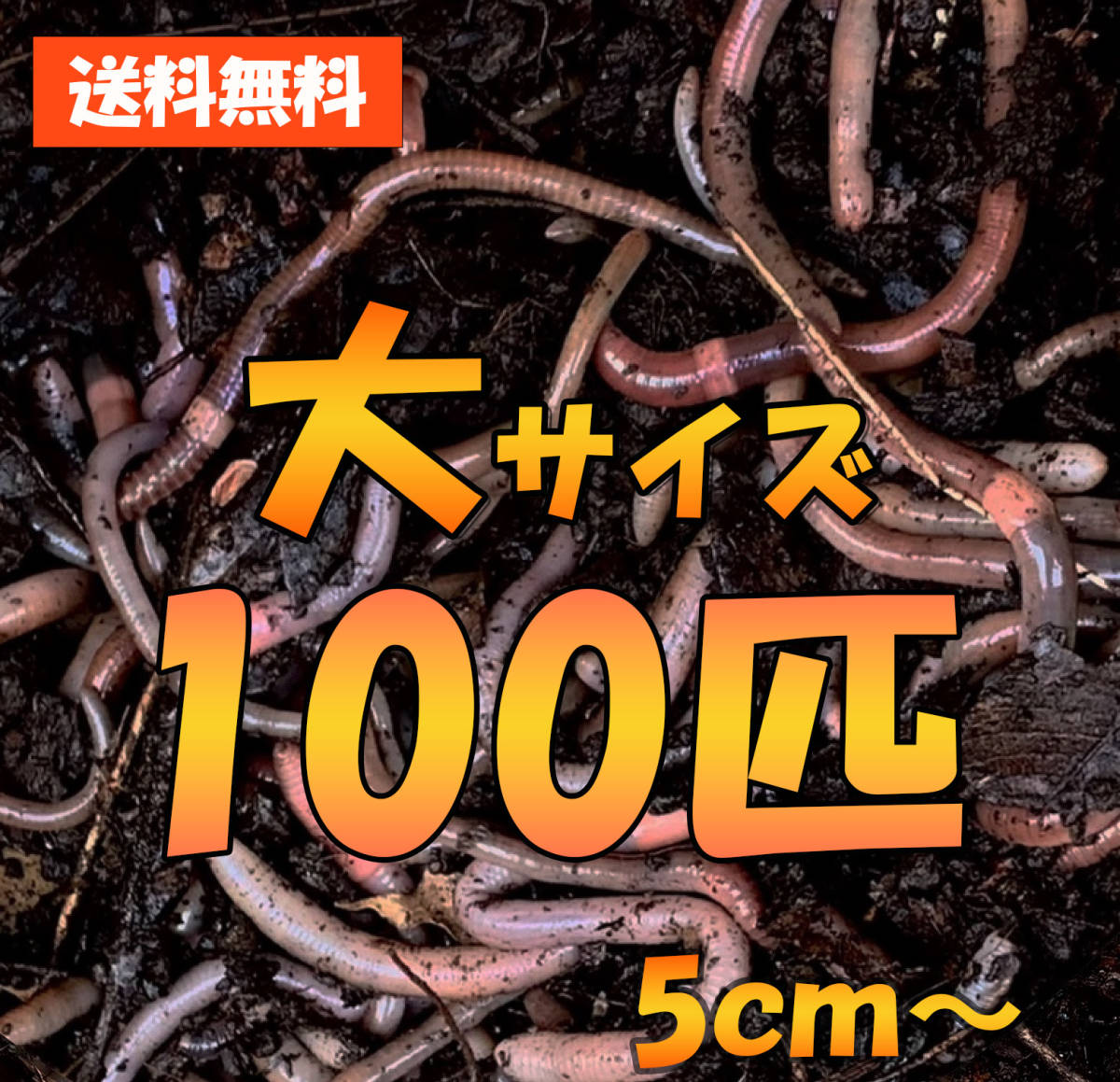 ドバミミズ 100匹 A 長さ5cm ウナギ釣り ウナギ筒 餌 釣り エサ 生き餌 売買されたオークション情報 Yahooの商品情報をアーカイブ公開 オークファン Aucfan Com