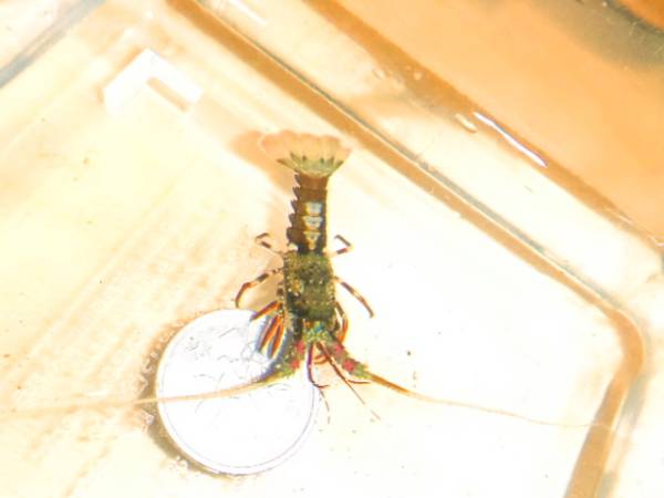 カノコイセエビの赤ちゃんなの は 海水魚 売買されたオークション情報 Yahooの商品情報をアーカイブ公開 オークファン Aucfan Com
