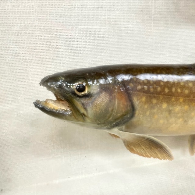 剥製工房 フィッシュ ワールド 額装 岩魚 33cm 33cm 五十浦川 北狄川