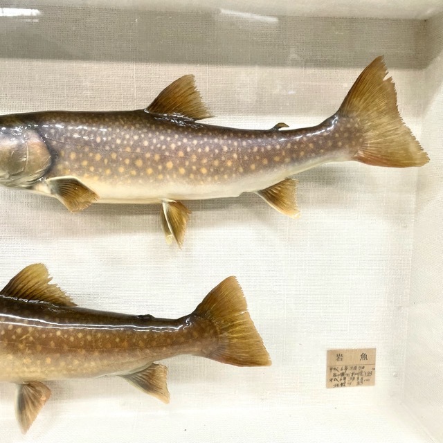 岩魚 の 剥製 記念写真】岩魚剥製と: 剥製屋の業務日誌