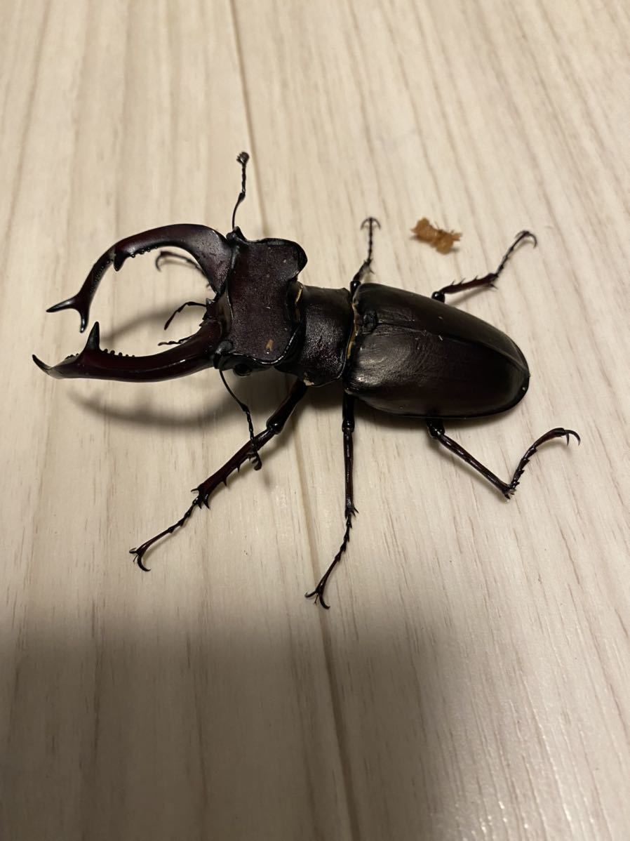 ユダイクスミヤマクワガタ　オス　90mm up ユダイクスミヤマクワガタ♂96mmペア : insectGreenHouse - 通販