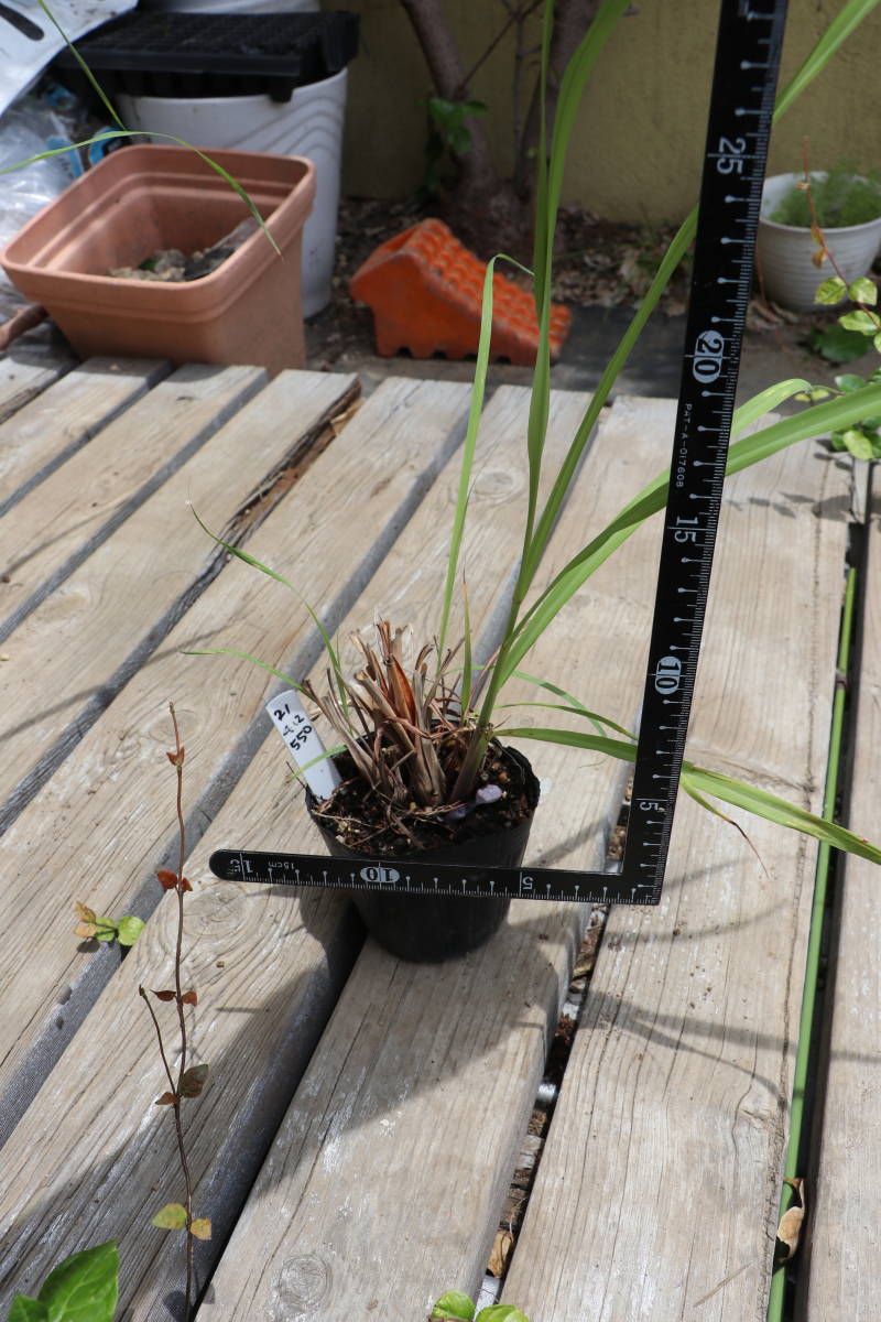 注目のブランド Youki ユウキ食品 Mc ブーケガルニ 80g 2g 40袋 10個入り Fucoa Cl