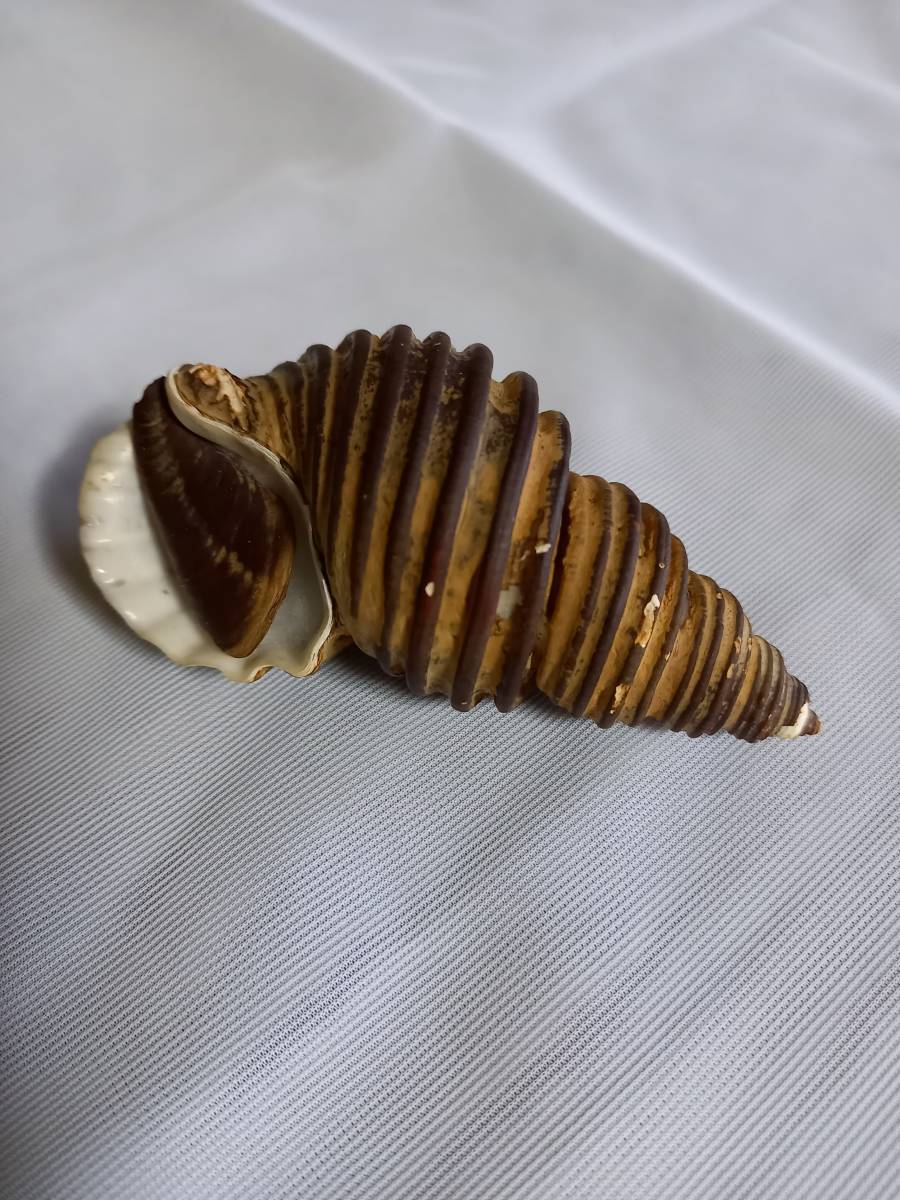 ウスヒタチオビ 貝 貝殻 標本 貝殻の標本 スウェインソンモオリガイ