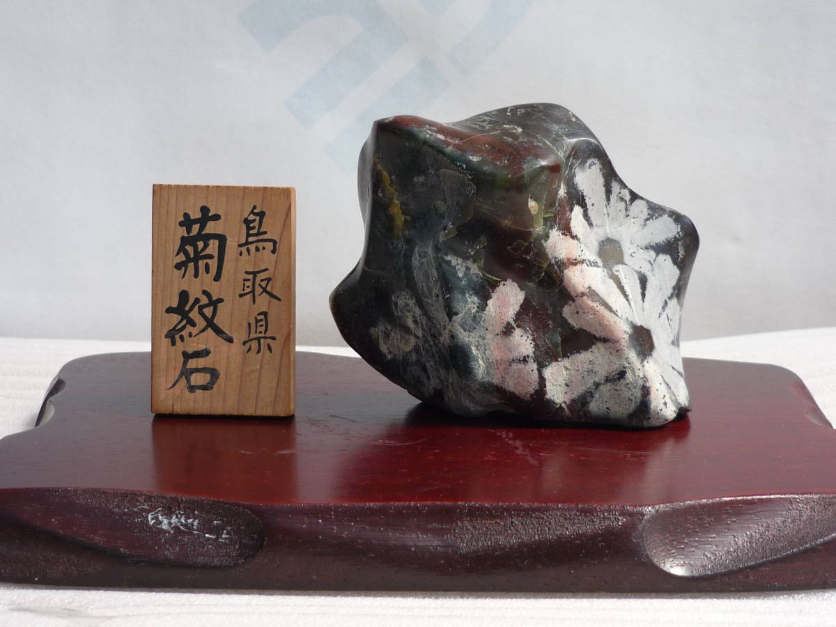 菊花石 鑑賞石 菊紋石 水石 原石 自然石 小菊石 花紋石 紋