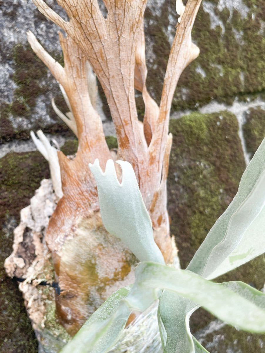 wild veitchii P. Platycerium ビカクシダ Australia vandaka