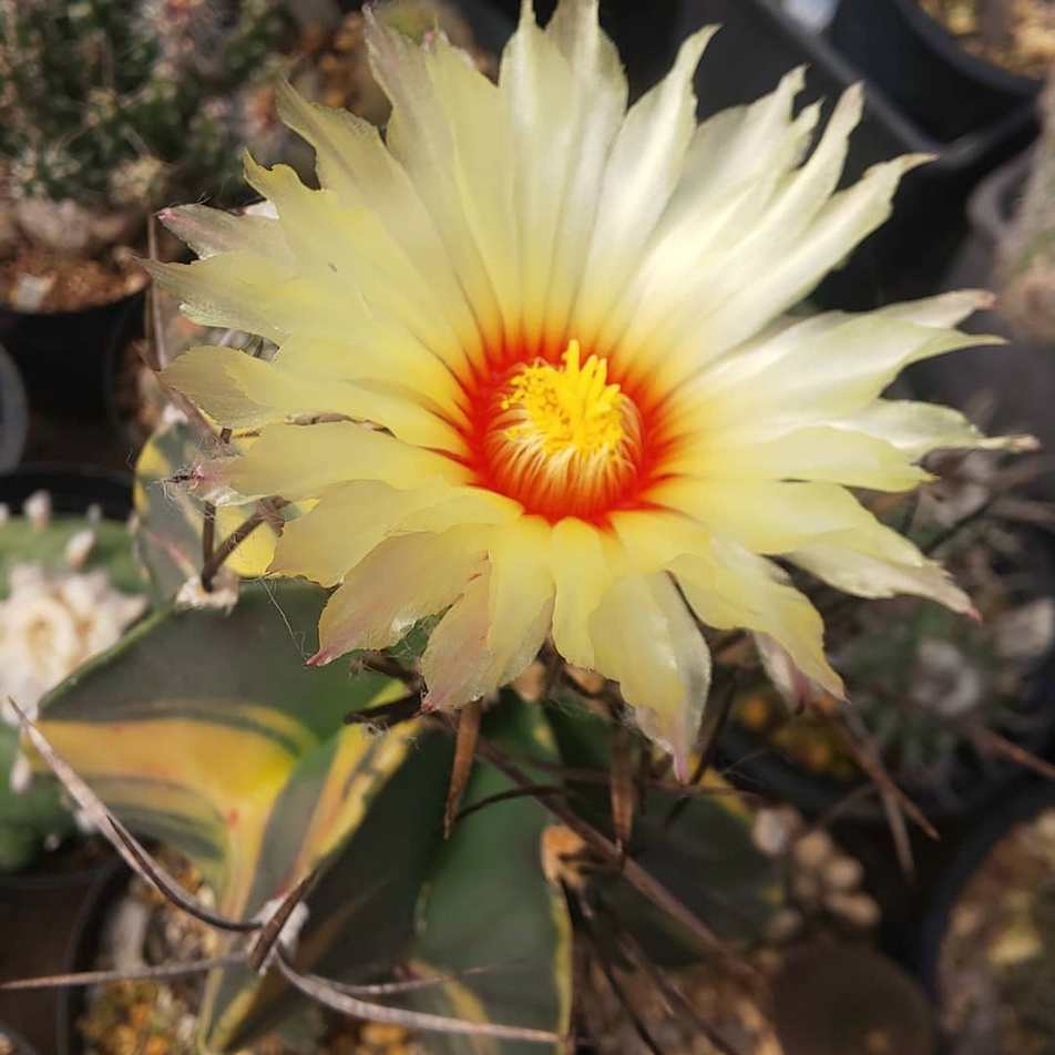 大輪花 Astrophytum 331 Sb Capricorne アストロフィツム サボテン 多肉植物 瑞鳳玉 予約販売品 Capricorne