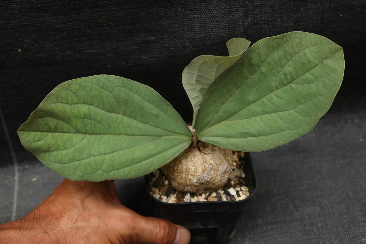 Adenia - ovata 0 Ovata たまねぎとじゃがいも N□ Adenia ovata
