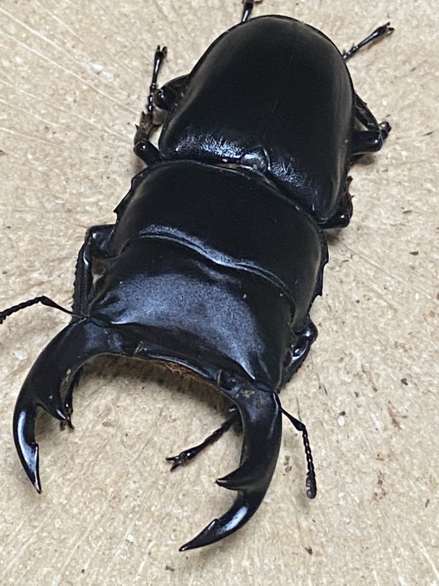 岩手県産 WF1 オオクワガタ 1ペア ♂63.4mm ♀39.8mm 灯火採集 天然持 