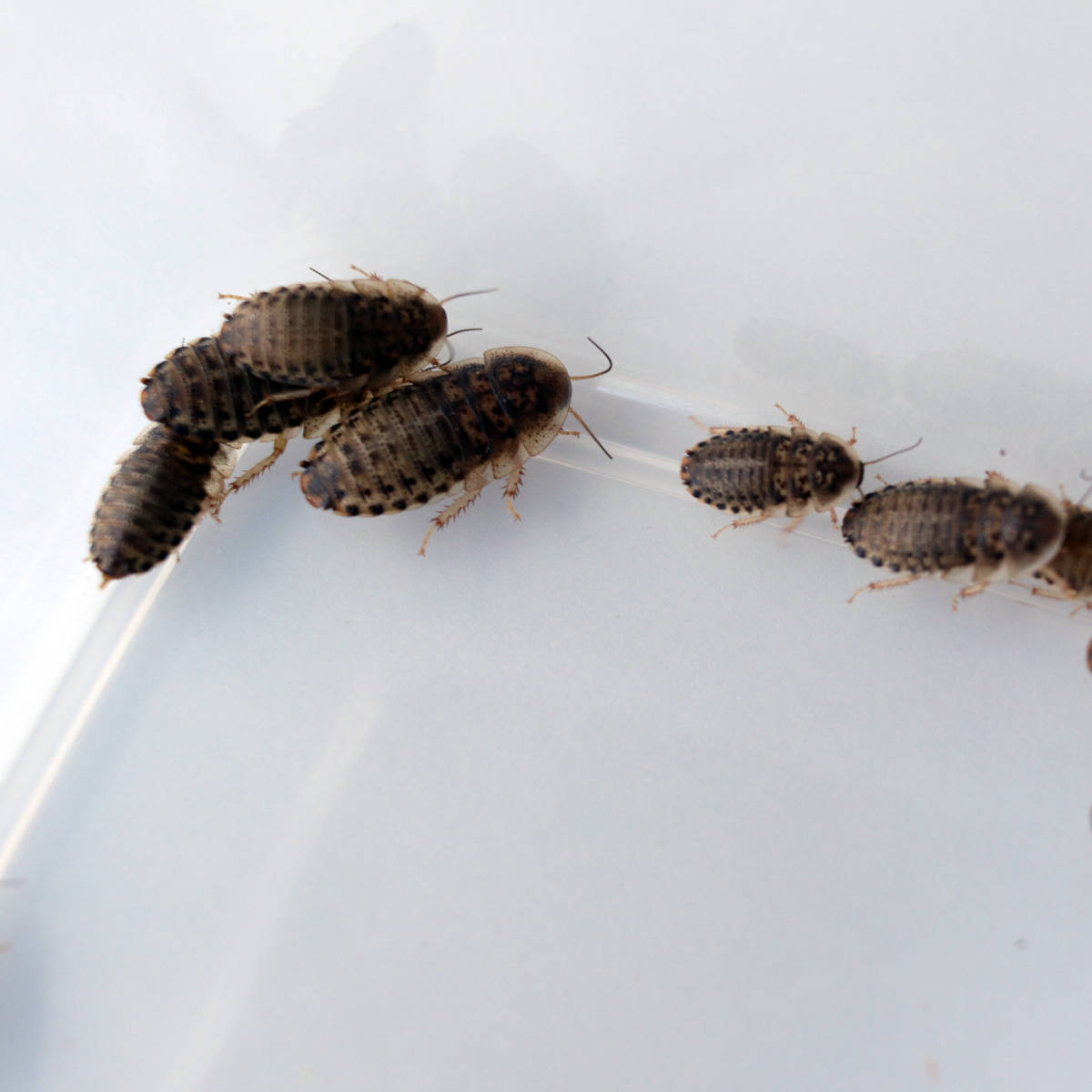 デュビアs300匹 1 2cm 活餌 生餌 餌昆虫 ゴキブリ 1cm 1 5cm 2cm エサ 売買されたオークション情報 Yahooの商品情報をアーカイブ公開 オークファン Aucfan Com