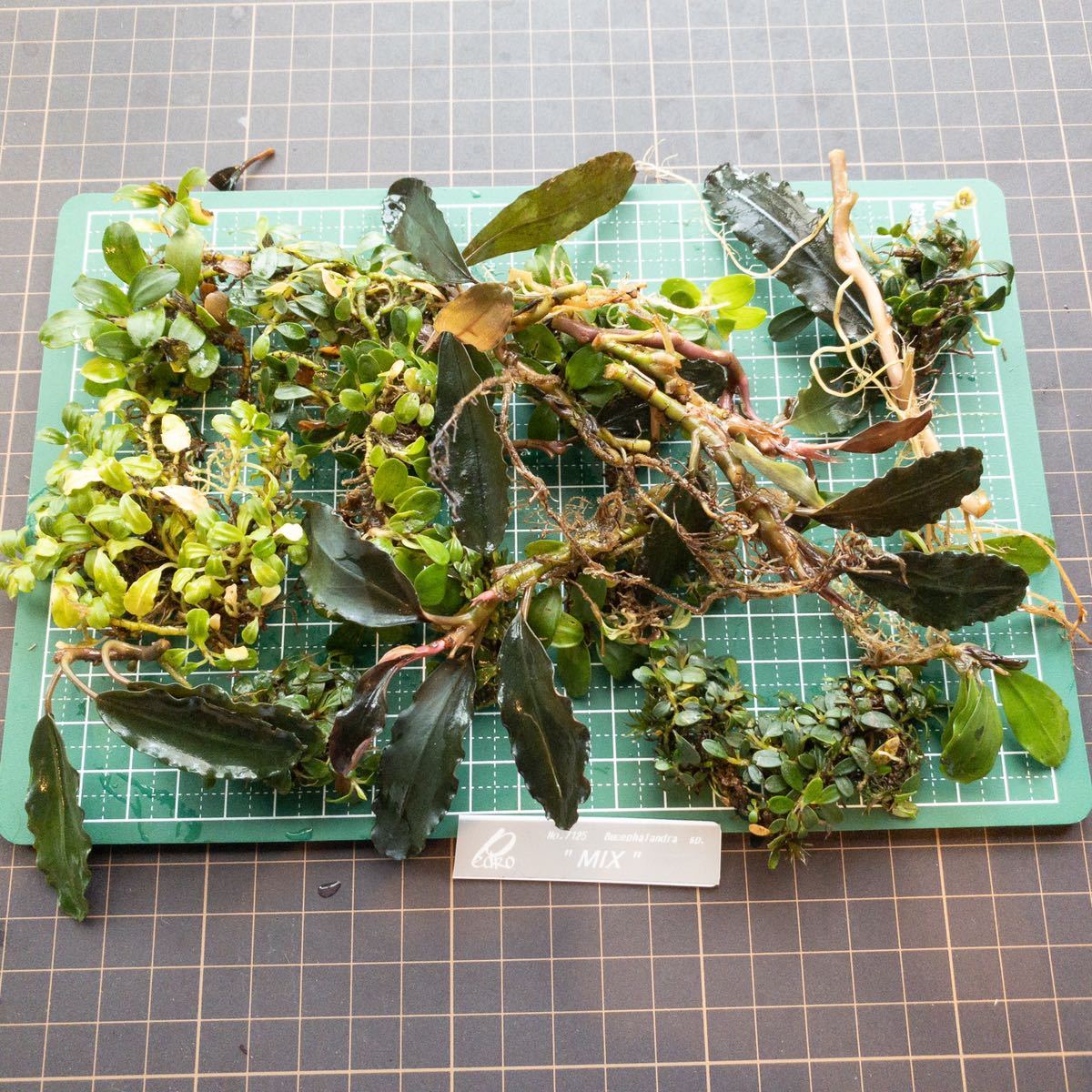 Bucephalandra sp. 