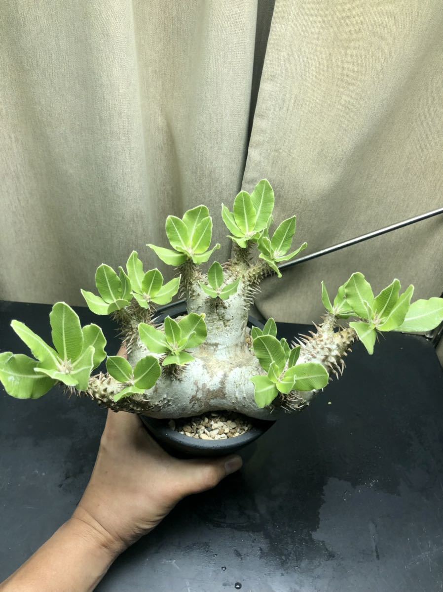 観葉植物 パキポディウム ホロンベンセ 塊根植物