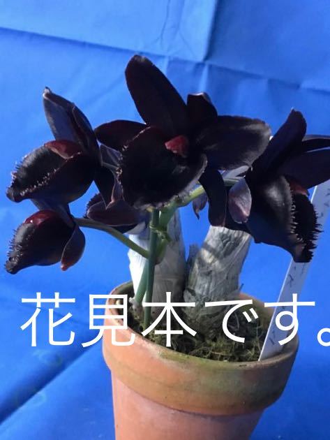 カタセタム 園芸ネット本店｜タケノコラン：フレッドクラーケアラ