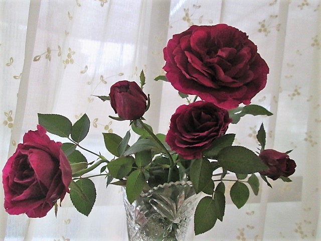 ☆レア！“ロワイヤル”切り花品種///黒薔薇が好きな方 必見！(バラ