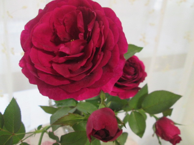 ☆レア！“ロワイヤル”切り花品種///黒薔薇が好きな方 必見！(バラ