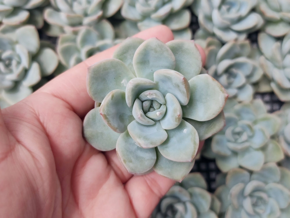 エケベリア アマビレ 韓国苗 Echeveria 観葉植物 'Amabile 園芸ネット