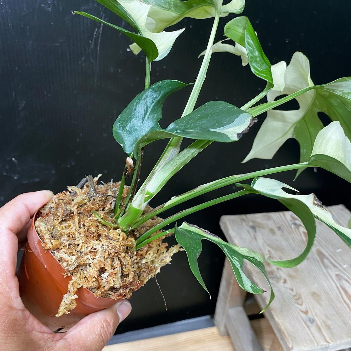 ラフィドフォラ テトラスペルマ パラゴン ヒメモンステラ 斑入り