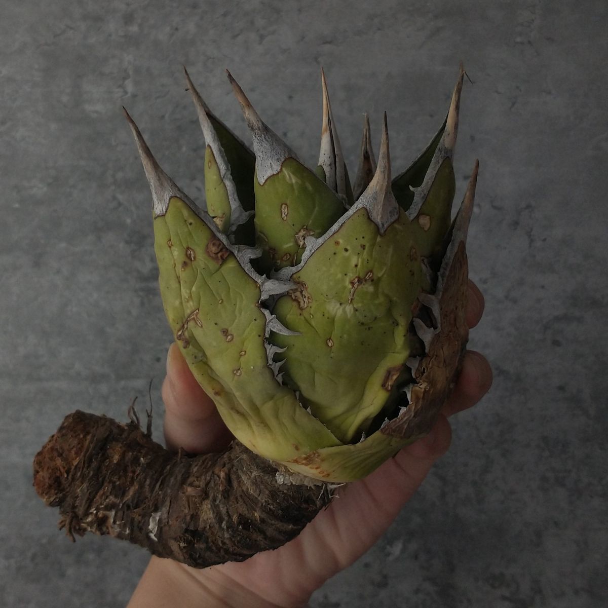 B】【P9588】【超希少個体】オアハカ 産 アガベ オテロイ agave oteroi