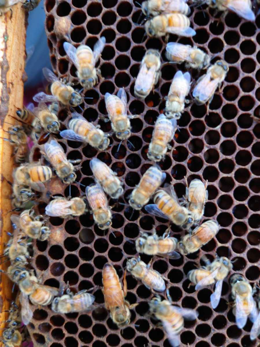 西洋蜜蜂　西洋ミツバチ　蜜蜂　３枚群+蜜枠１枚_1