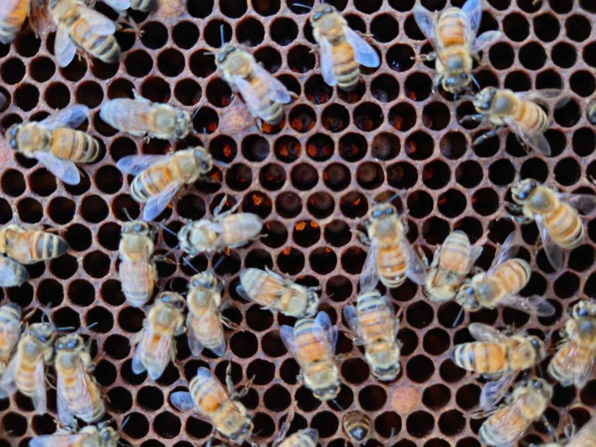 西洋蜜蜂　西洋ミツバチ　蜜蜂　３枚群+蜜枠１枚_2