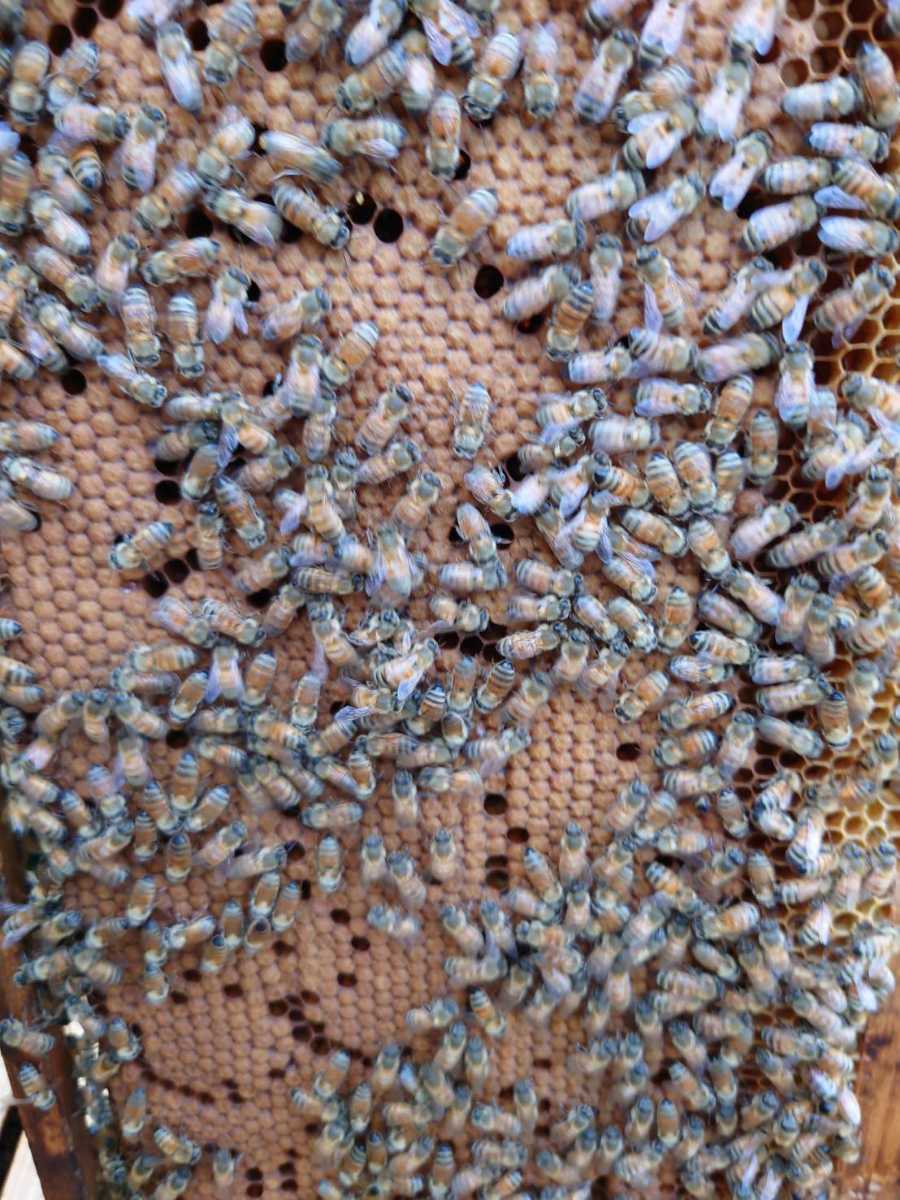 西洋蜜蜂　西洋ミツバチ　蜜蜂　３枚群+蜜枠１枚_3
