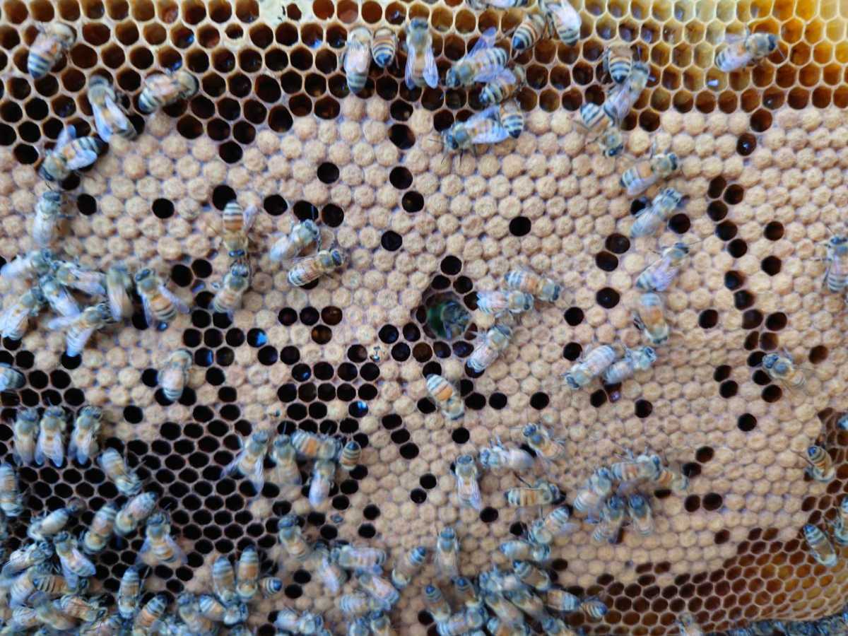 西洋蜜蜂　西洋ミツバチ　蜜蜂　３枚群+蜜枠１枚_5
