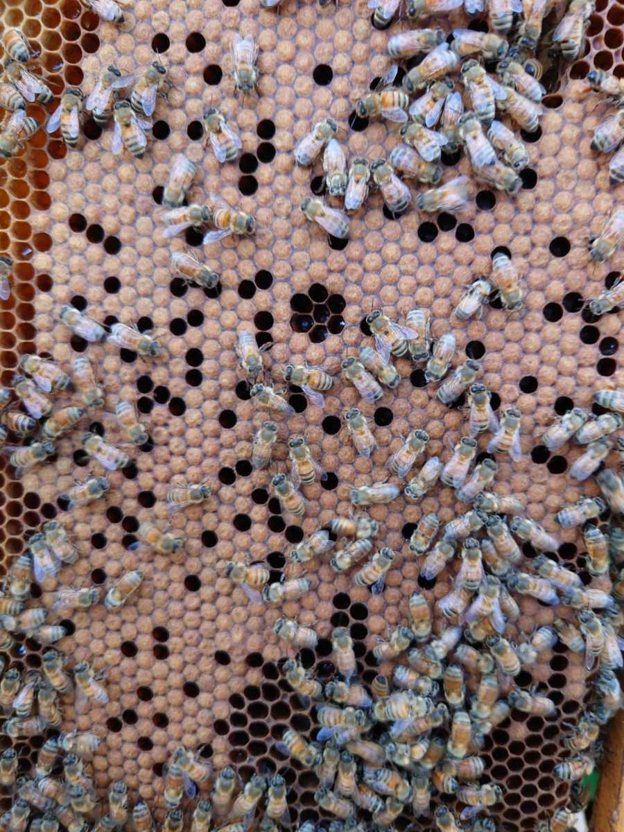 西洋蜜蜂　西洋ミツバチ　蜜蜂　３枚群+蜜枠１枚_6