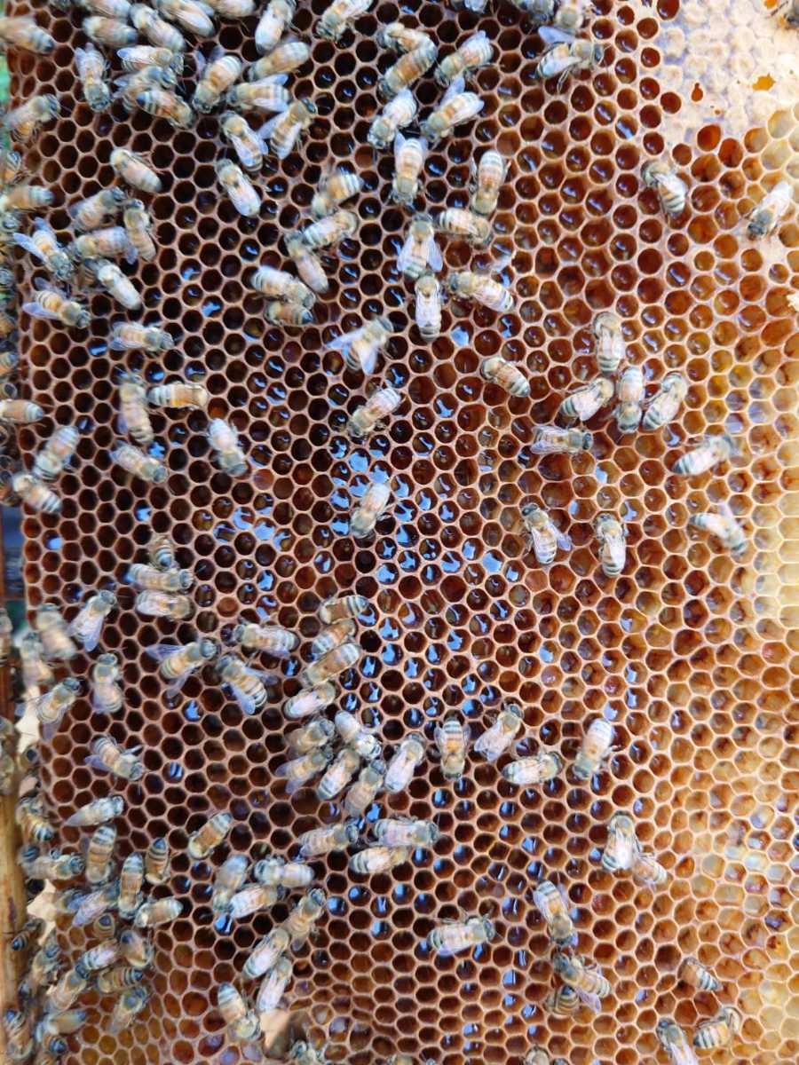 西洋蜜蜂　西洋ミツバチ　蜜蜂　３枚群+蜜枠１枚_7
