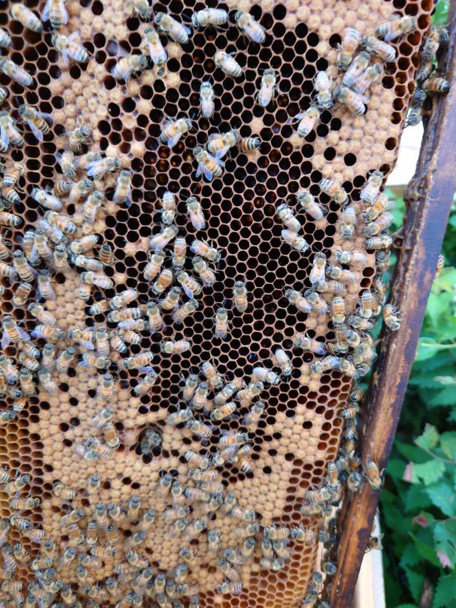 西洋蜜蜂　西洋ミツバチ　蜜蜂　３枚群+蜜枠１枚_8