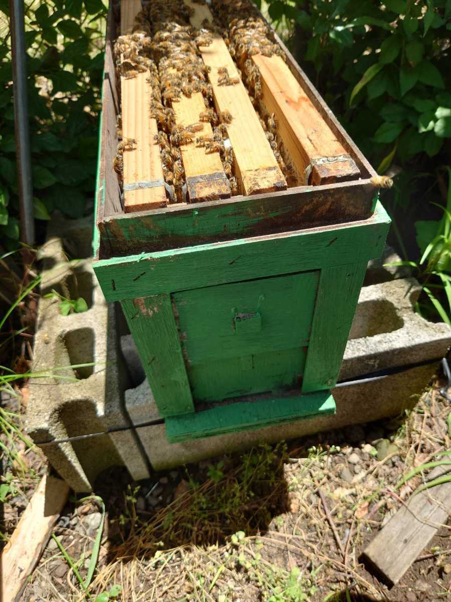 西洋蜜蜂　西洋ミツバチ　蜜蜂　３枚群+蜜枠１枚_9