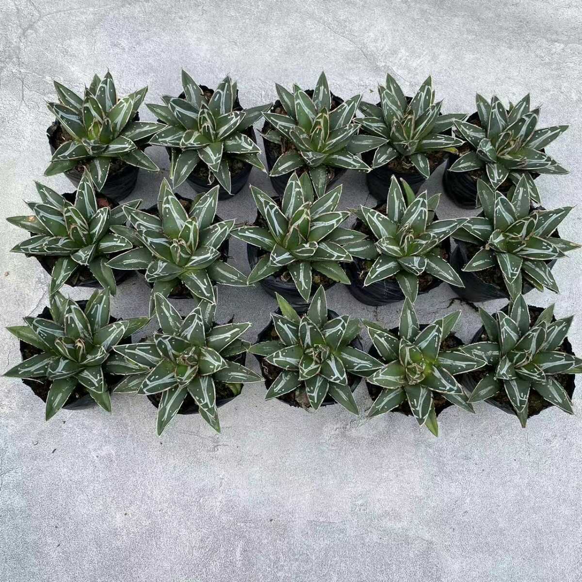 チタノタ アガべ ボールタイプ Agave ノーネーム Agave