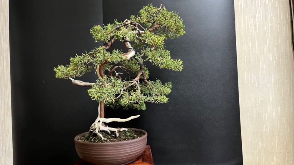 真柏盆栽 真柏山木 捻転シャリ幹 文人 樹高45cm